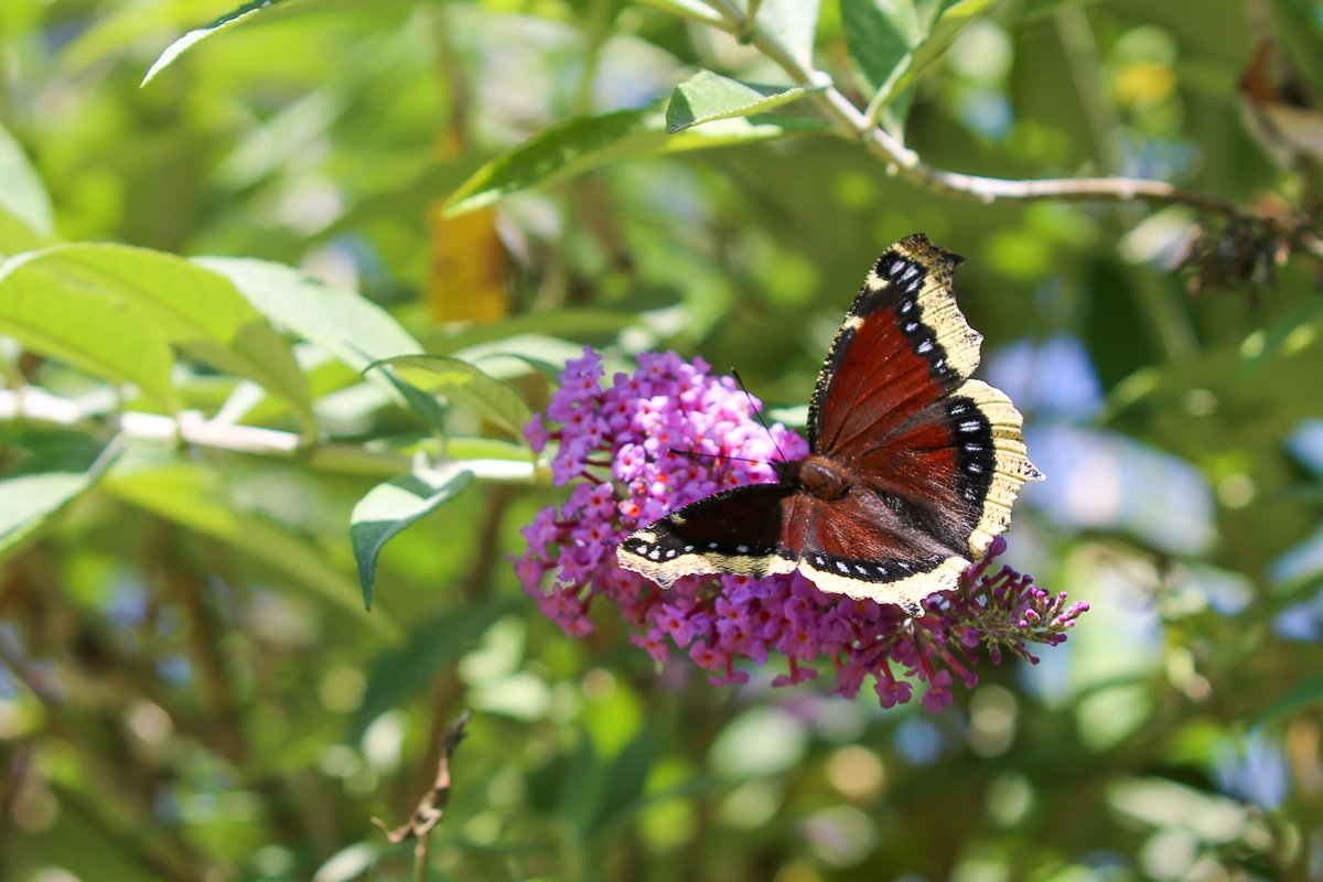 Descanso is open all weekend, including Memorial Day on May 26. Our hours are 9am–7pm.

From now–Labor Day, admission is free for active-duty military members and up to five family members.

Military veterans with valid ID receive free entry from Memorial Day–Labor Day.