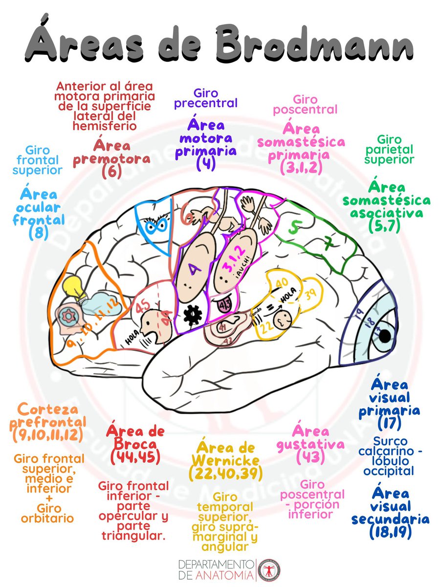AnatomiaUnam's tweet photo. Áreas de Brodmann 🧠
#AnatomiaUnam #facmed #hemisferioscerebrales #neuroanatomia https://t.co/PD4UG95jAR