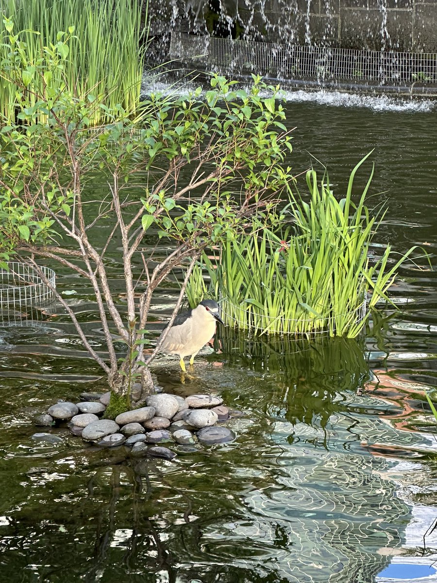 This fellow was in a Battery Park City parks fountain chomping down some resident goldfish, maybe on a break from looking for Astoria? <a href="/BirdCentralPark/">Manhattan Bird Alert</a> <a href="/batterypark/">BatteryParkCity.com</a> #Astoria #turkeyNYC #NYC