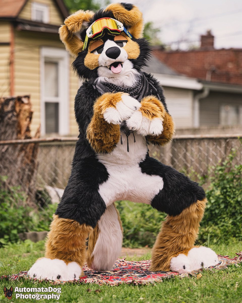 Not a single thought in that head 🙂‍↔️ 

📸 <a href="/AutomataDog/">AutomataDog</a> 
#FursuitFriday