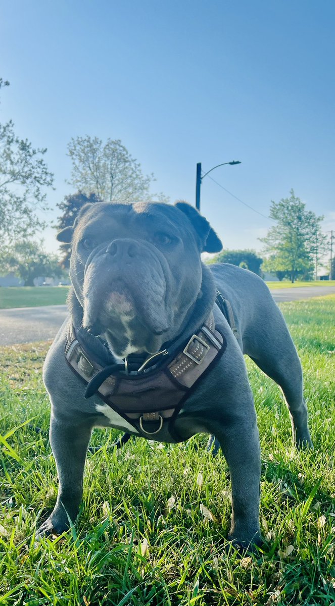 KingTuckerC's tweet image. The D says I look extra bully in this picture. What do you think? Either way, have a great holiday weekend, friends! Be safe and have a fun time however you celebrate! 😃🎉❤️👊