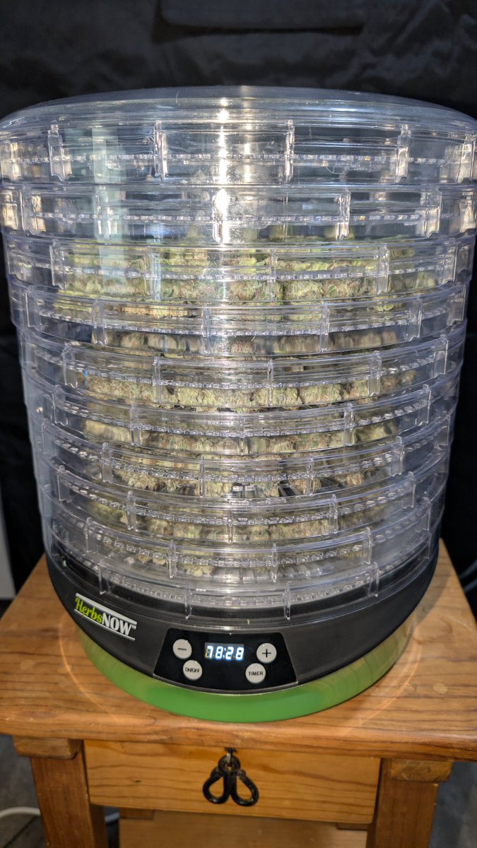 Well I'm done  with trim jail for now 👍 Pina chemlada done and now cherry bangarang from <a href="/FrostFireSeeds/">Frost Fire</a> has the whole tent to herself 🤟 it's crazy I think I pulled over 350grams with Pina chemlada I'll be weighting it in a video when it's done drying! The nose so far is a