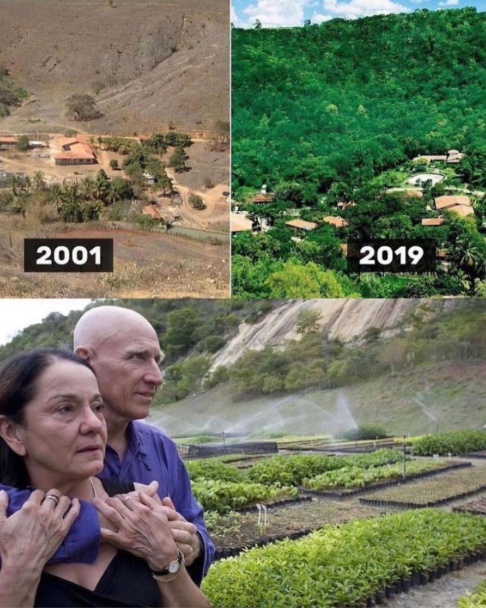 jornalnota's tweet photo. INSPIRAÇÃO! 🚨Nos anos 2000, Sebastião Salgado
e esposa plantaram 600 hectares em terras desérticas em Aimorés 🌳🖤

Ao longo de 18 anos, com o auxílio de funcionários e voluntários, plantaram mais de 2 milhões de mudas de árvores nativas da Mata Atlântica no Vale do Rio Doce.

Assim, fundaram o Instituto Terra, uma organização sem fins lucrativos dedicada ao reflorestamento e à reintrodução de espécies nativas. O resultado foi a criação de uma nova floresta, agora habitada por 293 espécies de plantas, 172 de aves e 33 de animais, alguns dos quais estavam quase extintos.

"A terra estava doente como eu estava – tudo estava destruído, apenas cerca de 0.5% da terra estava coberta de terra. E então minha esposa teve a ideia fabulosa de replantar essa floresta.

E quando começamos o replantio, todos os insetos, pássaros e peixes voltaram, e graças a esse aumento das árvores, eu também renasci — e esse foi o momento mais importante”, contou Sebastião Salgado.