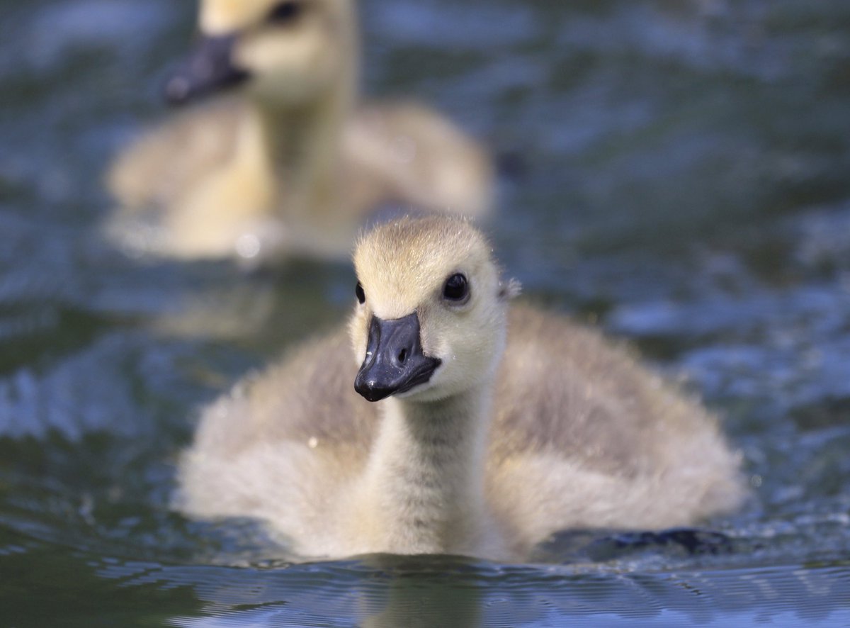 The goslings are out and about