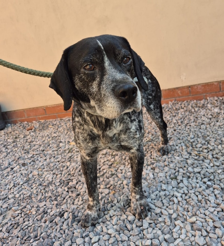 Please retweet to help find the owner or a rescue shelter space for  this stray dog found #WIGAN #GreaterManchester  #UK 
Now in a council pound for 7 days 💔💔💔
FOUND 23/05/25
COLLECTED FROM MY PETS VETS.
LOCATION WHERE FOUND IS UNKNOWN IF ANYONE HAS ANY INFORMATION?
PLEASE