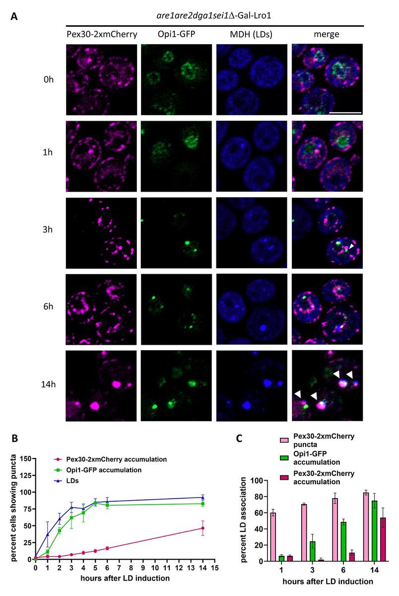 Journal of Cell Biology (@jcellbiol) on Twitter photo House, <a href="/amtya21/">Amit Joshi</a> et al. show that Pex30 dysferlin domain binds PA through its two hydrophobic regions adjacent to beta sheets, & propose that PA, a precursor for neutral lipids, recruits Pex30 at ER subdomains that plays a critical role in LD biogenesis hubs.la/Q03nY5xL0 House, <a href="/amtya21/">Amit Joshi</a> et al. show that Pex30 dysferlin domain binds PA through its two hydrophobic regions adjacent to beta sheets, & propose that PA, a precursor for neutral lipids, recruits Pex30 at ER subdomains that plays a critical role in LD biogenesis hubs.la/Q03nY5xL0