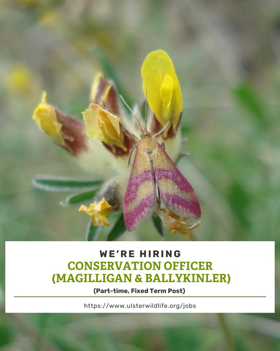 Join us as a Conservation Officer to successfully deliver a programme of conservation action at Magilligan SAC and Murlough SAC (Ballykinler).

📆 Apply by 12 noon, Friday 06 June at loom.ly/sOOq1fU