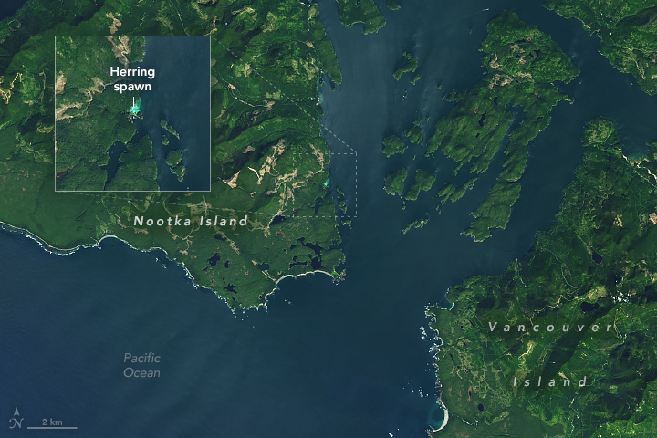NASAEarth's tweet image. This is near Vancouver Island in British Columbia, Canada. And see that blue glow? That’s a herring spawn!
Every spring, thousands of Pacific herring congregate in shallow, vegetated coastal areas around this area to spawn, like in this #Landsat 8 image from April 27.