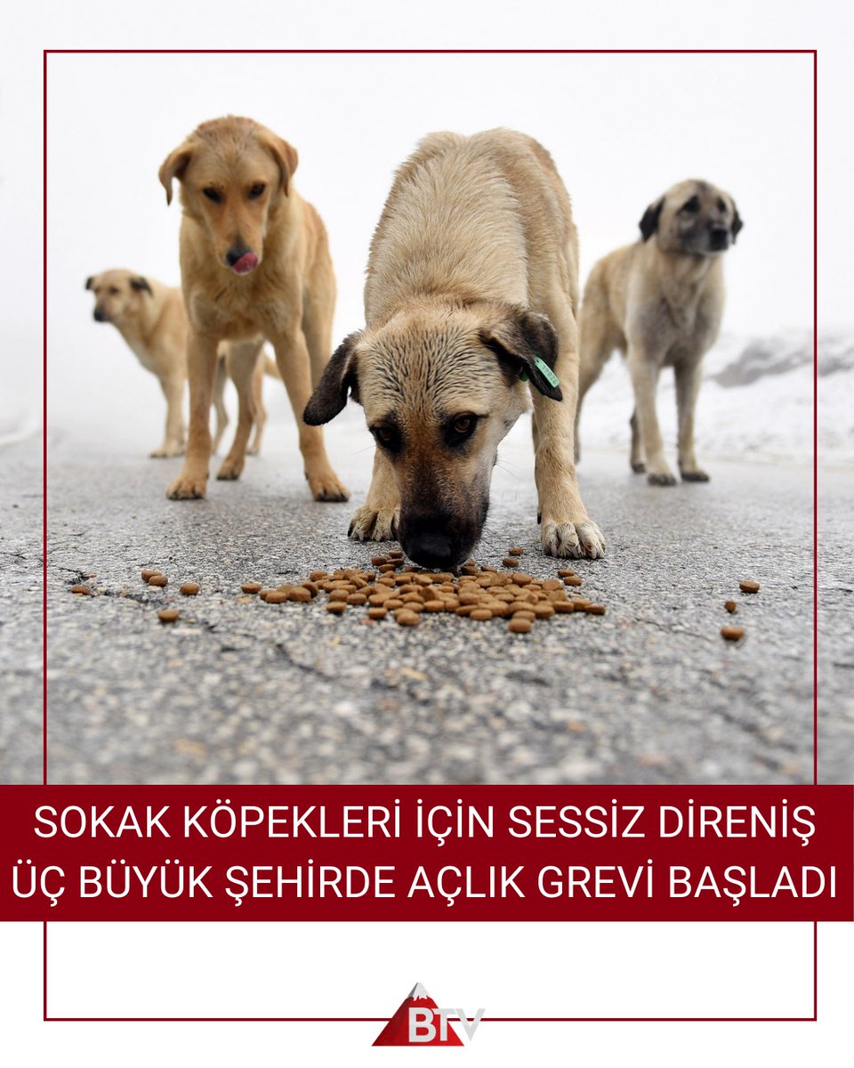 boztepetvordu's tweet image. İstanbul, İzmir ve Eskişehir&apos;de hayvanseverler, sokak köpekleri için 3 günlük açlık grevine başlıyor.

#SokakKöpekleri #AçlıkGrevi