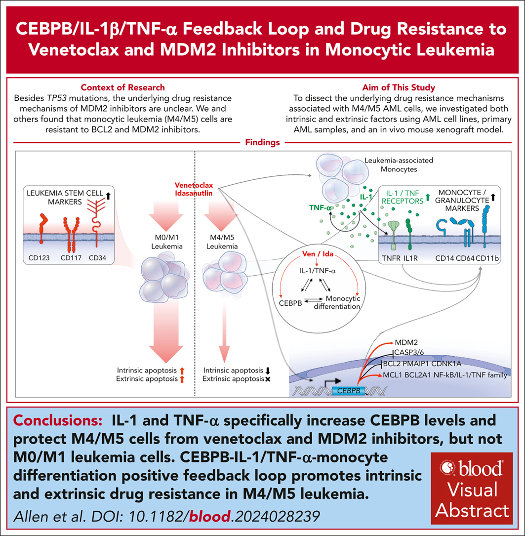 IL-1 and TNF-α specifically increase CEBPB levels and protect M4/M5 cells from venetoclax and MDM2 inhibitors, but not M0/M1 leukemia cells. ow.ly/j5qb50VXkLm #myeloidneoplasia