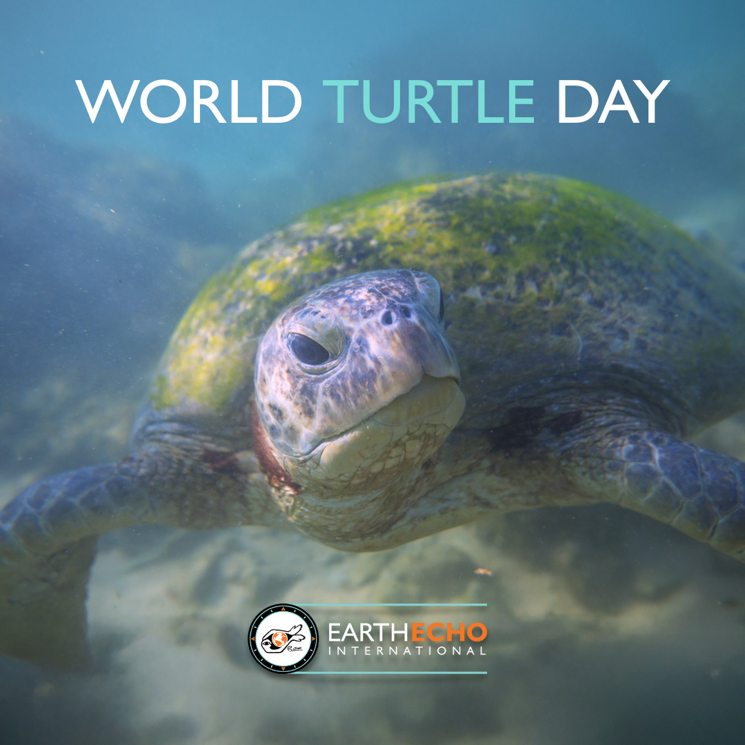 Happy #WorldTurtleDay! 🐢 

Turtles have captivated people across cultures and continents for centuries.

With their gentle pace and incredible journeys, these shell-backed marvels inspire us to take life one step at a time. 💚