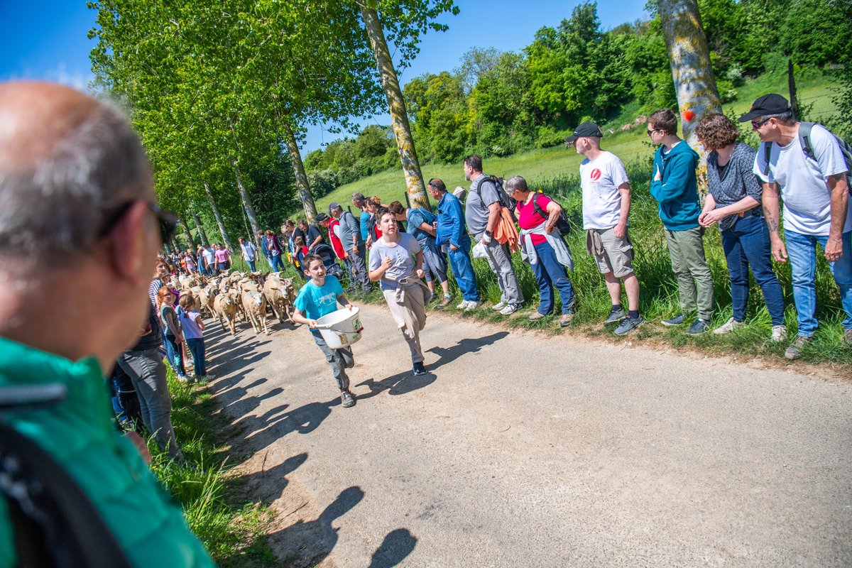 pasdecalais62's tweet photo. 🐑🐐#Bonweekend Le Pas-de-Calais ! Retour sur la transhumance des chèvres et moutons à Noeux les Auxi💚
Photos : Y.Cadart / CD62 
#bonweekend #transhumance #moutons #chevres #nature #pasdecalais https://t.co/kIdWYXajfP