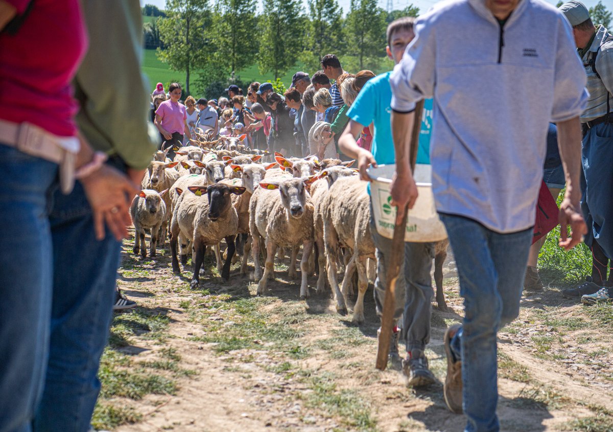 pasdecalais62's tweet photo. 🐑🐐#Bonweekend Le Pas-de-Calais ! Retour sur la transhumance des chèvres et moutons à Noeux les Auxi💚
Photos : Y.Cadart / CD62 
#bonweekend #transhumance #moutons #chevres #nature #pasdecalais https://t.co/kIdWYXajfP