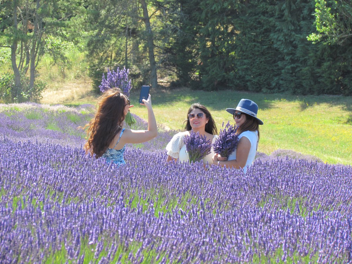 VisitSequim's tweet image. Happy National Road Trip Day!  It's a great reminder to plan your trip to visit #Sequim's iconic lavender farms.  Many of the farms open over Memorial Day Weekend and are open throughout the summer.  Learn more at ow.ly/RIBx50VW4mT.