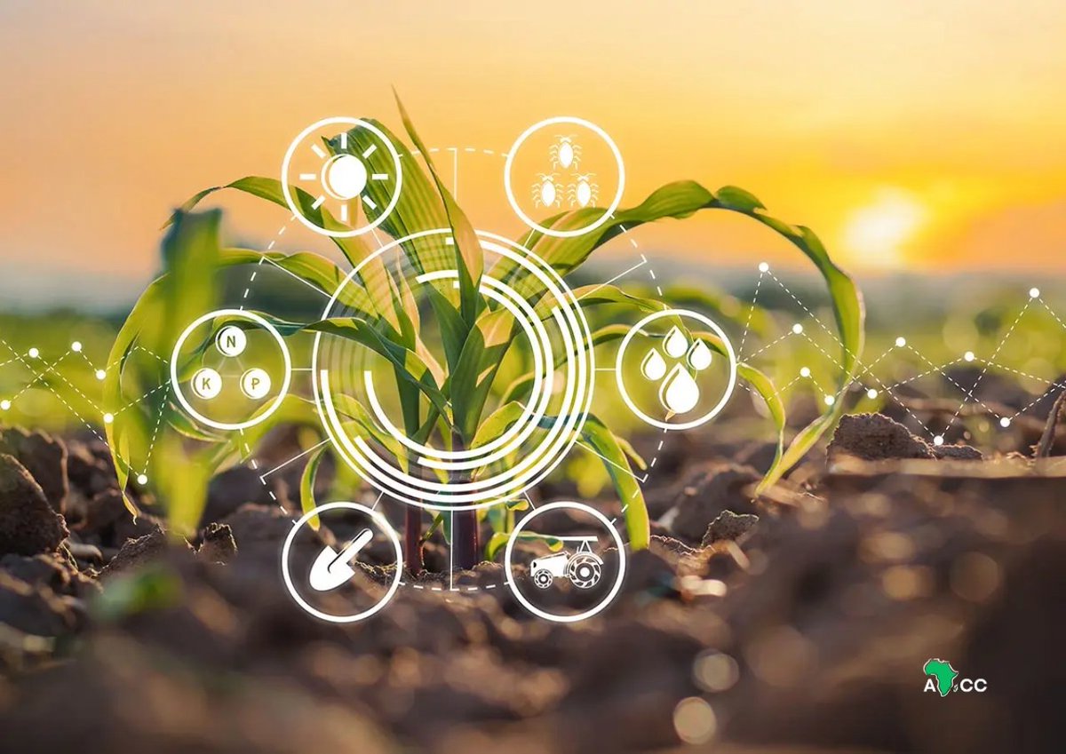 AfClimateCorps's tweet image. Climate-smart agriculture isn't just a solution, it's a necessity. To secure Africa's food future, we must empower farmers with tools to adapt, sustain, and lead the climate resilience movement. #AfricaClimateCorps #ClimateAction #AgroSolutions