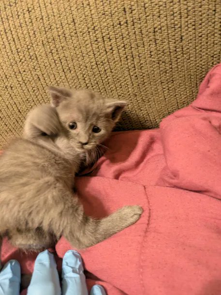 BelmontBites's tweet image. #ZanderNetherbrand
My sassy month old kitty Sasha Kovir Belmont