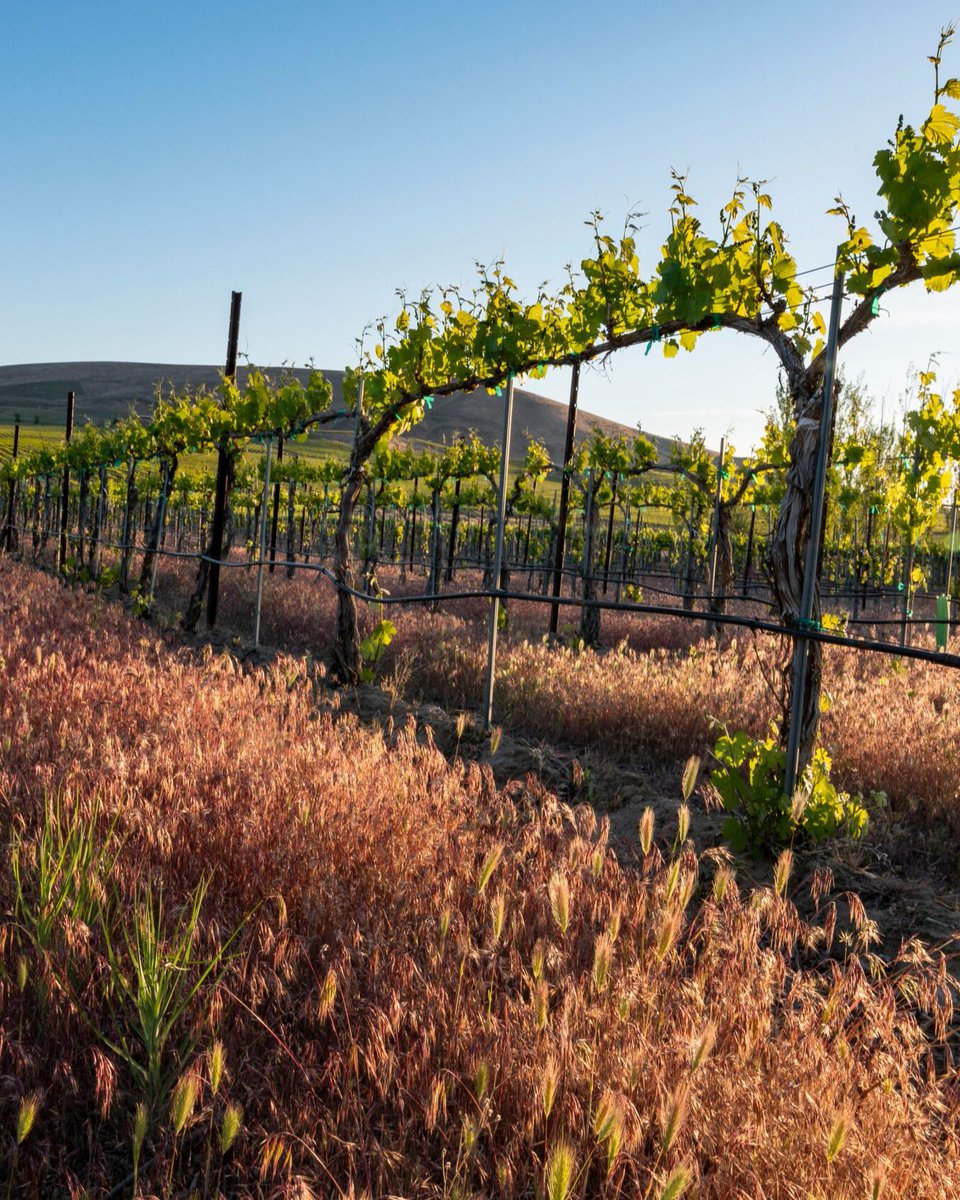 #WAwine is proud to be part of the global movement toward holistic #sustainability in viticulture. As highlighted in #Decanter's recent article, sustainability goes beyond organic practices—it's about comprehensive stewardship of the land, community, and future.