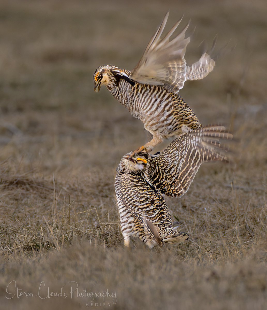 lhedien's tweet photo. Storms have been slow for us so here’s a #prairiechicken 🌾🐔 image I took in early April in central #Wisconsin. Some #cocks ducking it out. #chicken #buenavistaprairiechickenmeadow #wildlife https://t.co/96UP2iwh1B