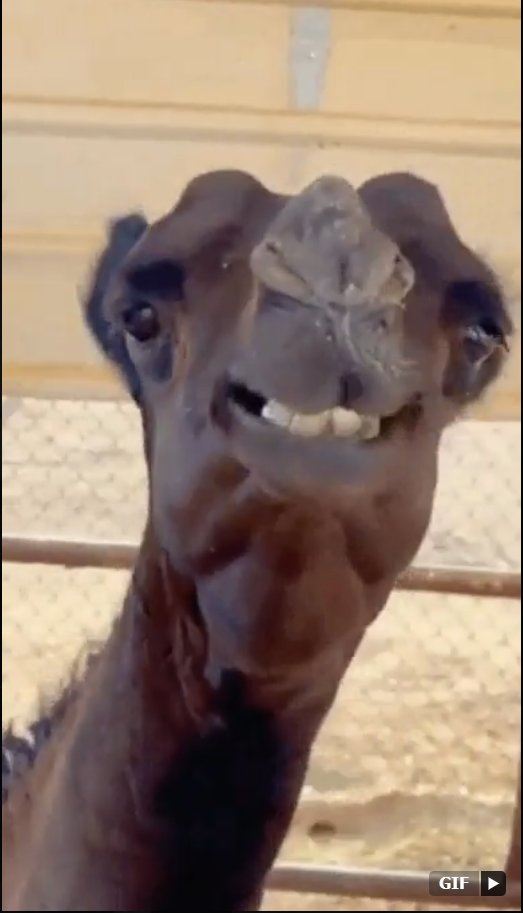 b7mgd's tweet photo. @abo77B 😂🐪 https://t.co/Q3CDaG4pzY