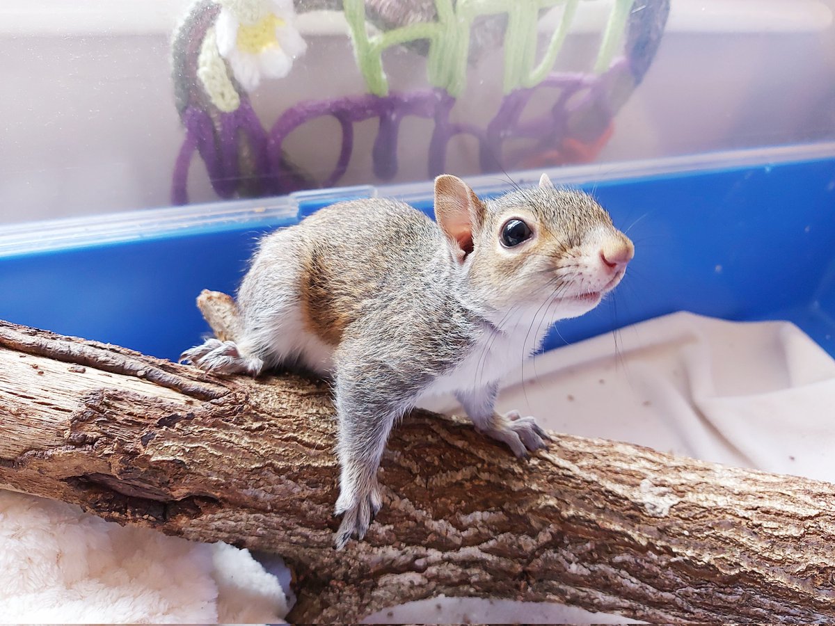 peoplesfundraising.com/fundraising/le…
WE WOULD LIKE TO WRITE TO ALL MPs, informing them about the persecution of grey squirrels and their rescuers. Obviously, writing to 650 people comes at a cost - the postage, the printing, the envelopes. But together we can do it! ❤️🐿