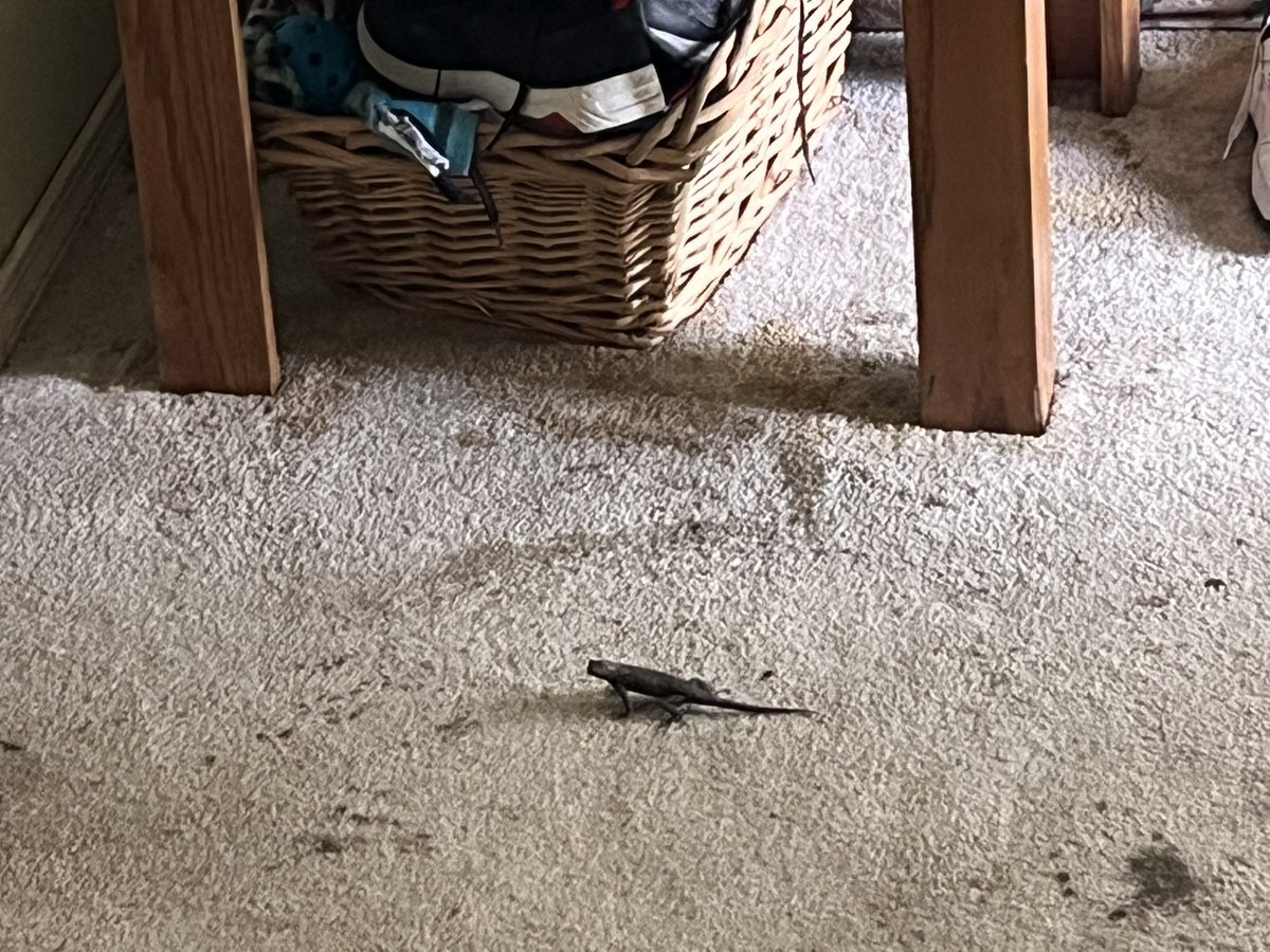 Lizard just walked in back door