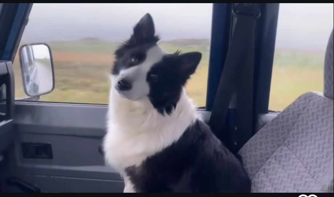 bravo Panda, star of PF’s THE LOVE THAT REMAINS, and entirely deserving winner of Palme Dog 2025.