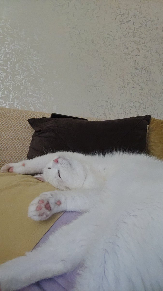 zeytineylem's tweet image. Çok yaş mamik yediği için 1 tl ye satılıktır...