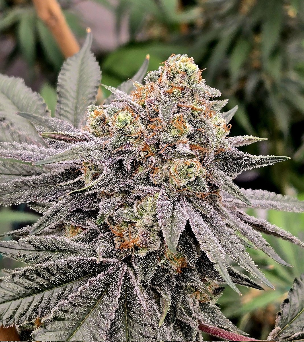 Mellow Kitty <a href="/RomulanJake/">Romulan Genetics</a> gorgeous on day 55 🔥😍🖖