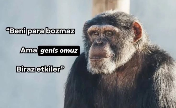 azicik