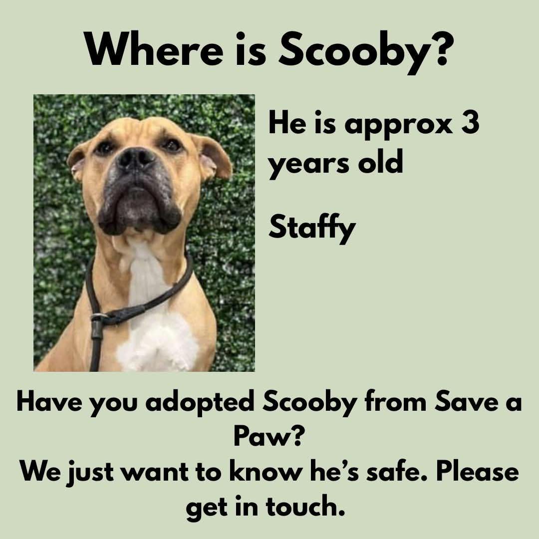 MissingPetsGB's tweet photo. SCOOBY'S fate is unknown.. 

Handed into Save a Paw-
No news on Scooby.

Did you rehome him? We just want to know he is alive and well 🙏 https://t.co/lY3jNIJuXH