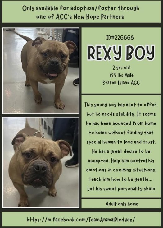 MoishesMom's tweet photo. 🆕Intake• Rexy Boy• 2️⃣yrs old•6️⃣5️⃣lbs
🆔2️⃣2️⃣6️⃣6️⃣6️⃣8️⃣• Staten Island ACC
🆕Hope Rescue• Kill 💉 Target🎯
🚫👶👦👧 🏡 • Gorgeous Rexy Boy is another Fawn Pibble who needs a 🦸
Would he be #NHRO if he was another breed🤨 Why peg him w/a💀sentence👿Pledge2️⃣attract🛟 🙏🏻🤞🏻 https://t.co/YHc1m7uxhA