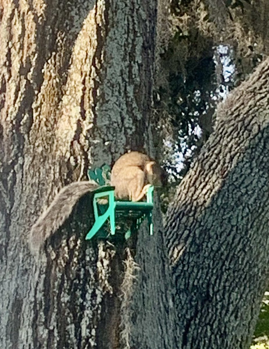 It’s not just the horses that are pampered at Hot Scot Farm 🐿️ #FarmLife #FridayFeeling #Ocala #Florida