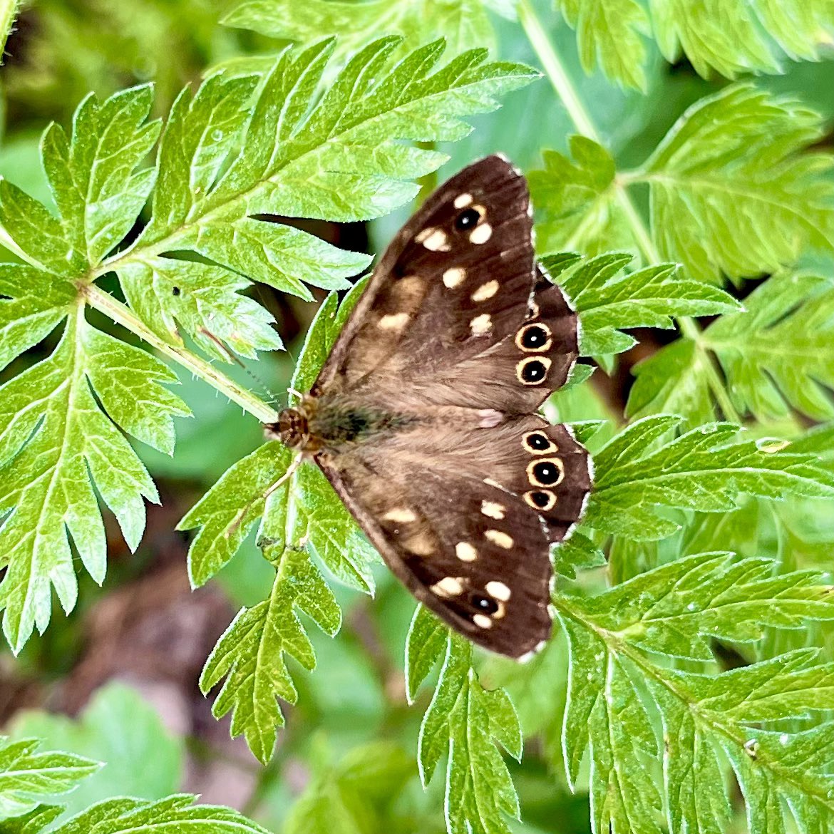 Volop genieten van de schitterende kleurenpracht in de akkerranden.