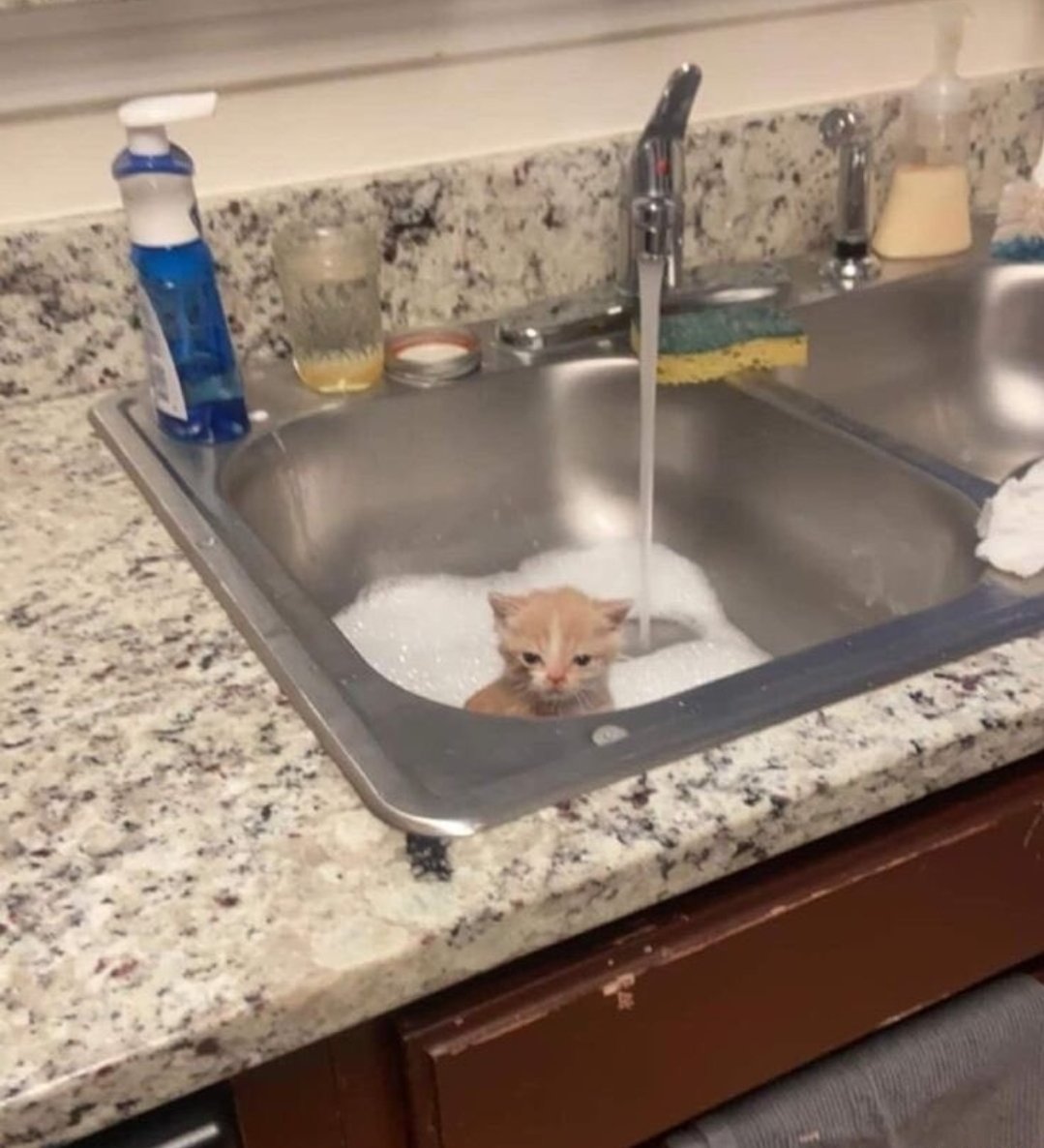 Catsillyness's tweet photo. He thought bath time was just 1 time https://t.co/qhETSENWQS