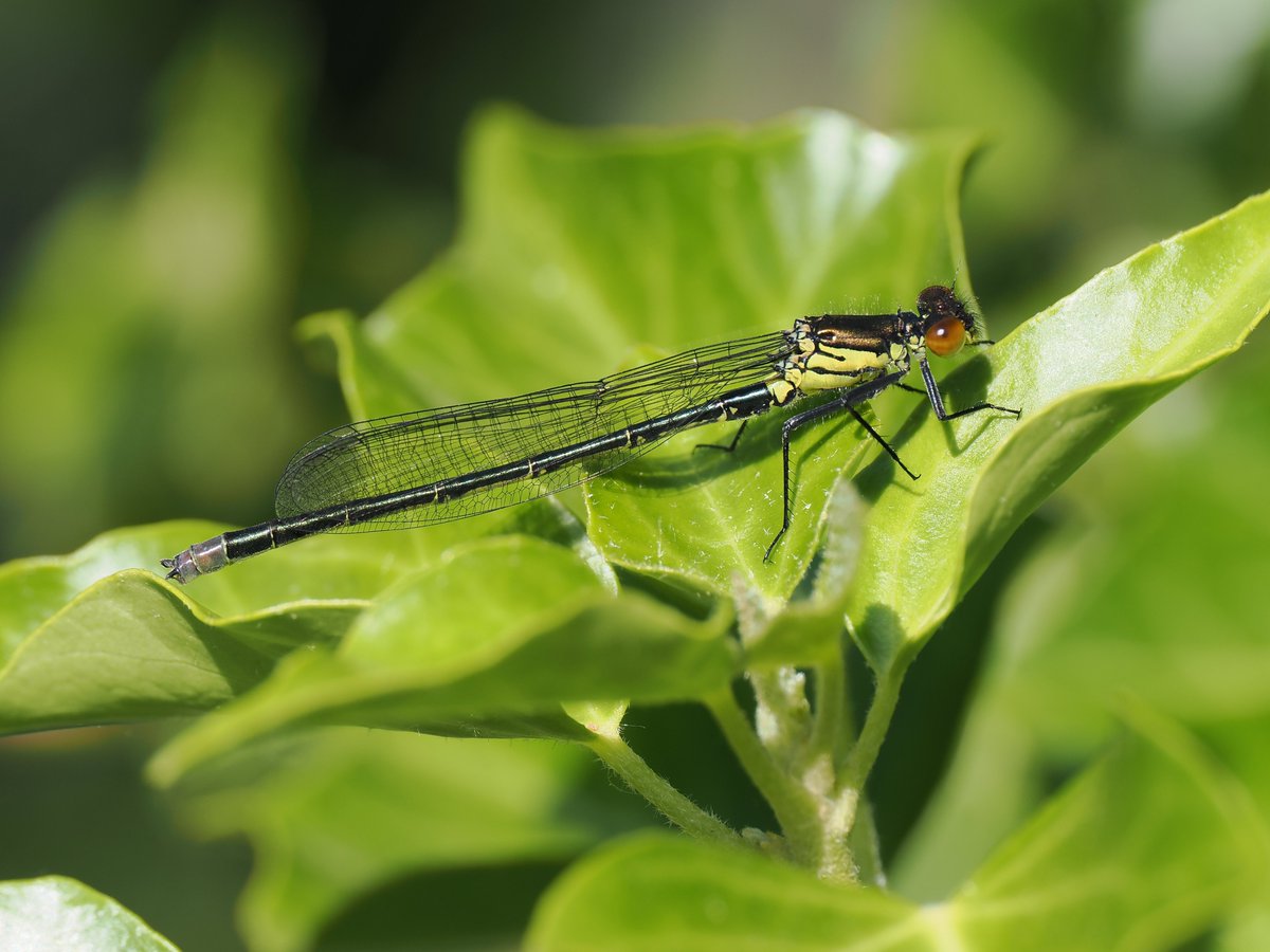 rlewington2's tweet image. A young male Red-eyed Damselfly in the garden this morning. The yellow will eventually turn sky-blue and the eyes deep-red as he matures.
