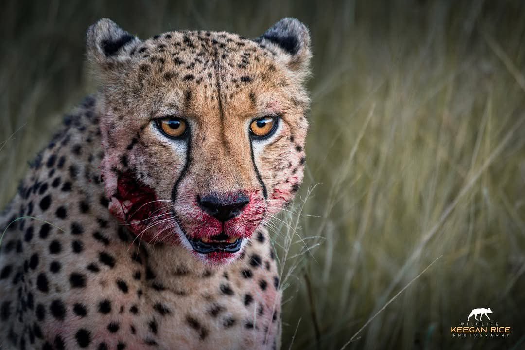 Survival isn’t pretty...

@keeganrice_wildlifephotography 

#NambitiReserve #Nambiti #SouthAfrica #Africa #Safari #Big5 #NaturePhotography #Wild #Animals #DiscoverWildlife