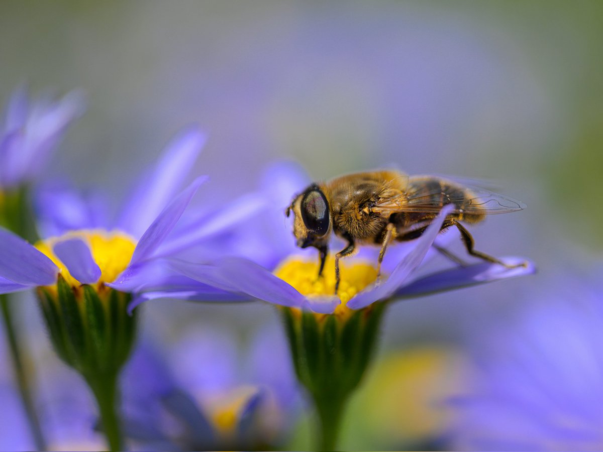 A bit of blue #Togtweeter #ThePhotoHour #snapyourworld #insects #flies #pollinators #flowers #plants #macro #NaturePhotography #macrophotography #bee #hoverfly #bumblebee