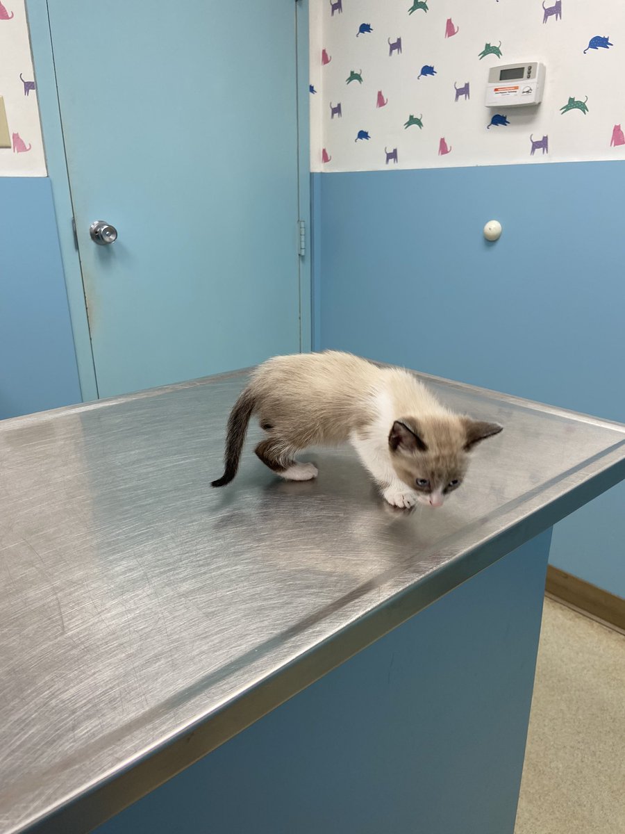 Taking my kitty to their first vet visit