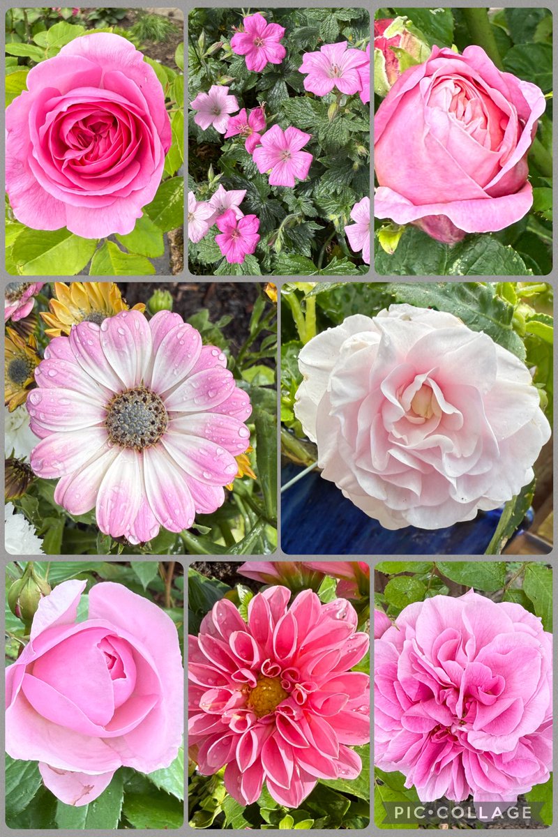 Lovely day spent pottering in the sunshine. Happy #FridayPink everyone! 🩷🌸🎀💕 #flowersonfriday #GardeningX