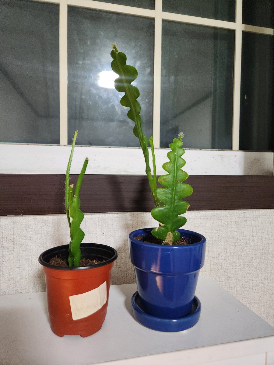 이랬던 미역이가 손자까지 낳고 미친듯이 자라서 요즘은 무서움