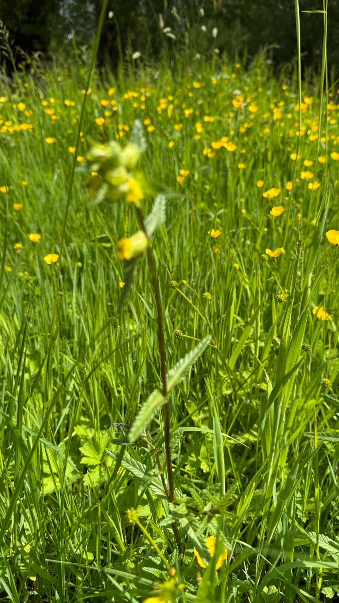 Such an exciting discovery in our meadow - the yellow rattle is there. It has taken us four years to get it established ❤️ #biodiversity #meadow #yellowrattle #eco