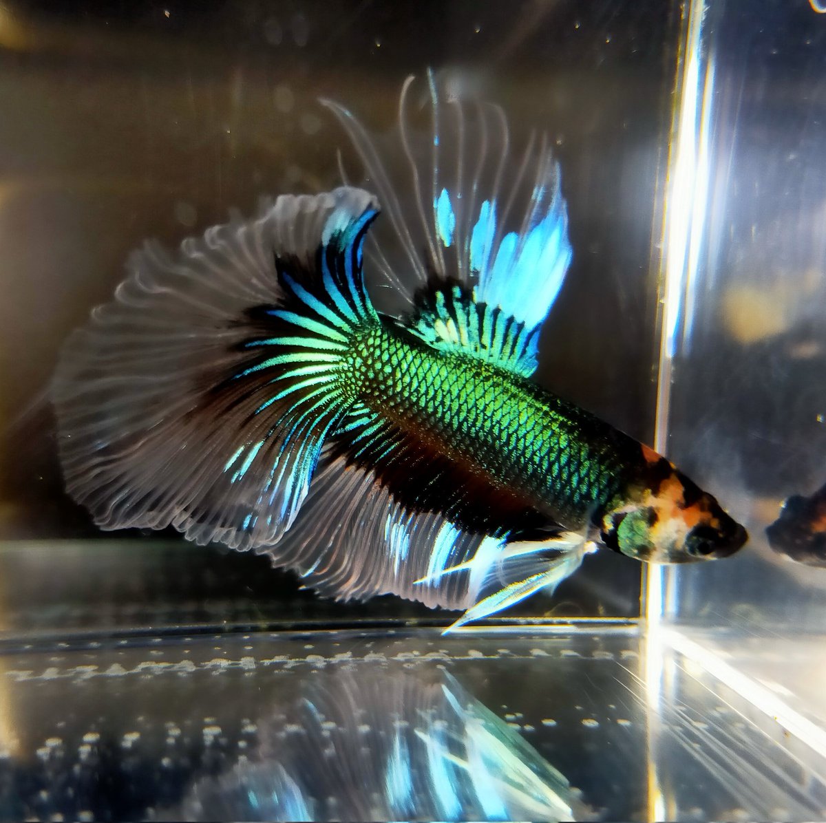 zivo44's tweet photo. 魚でも草でも同じですが…

学術的に詳しいけど育てるのが上手くない人。
育てるのが上手だけど長く持てない人、長く持てるけど詳しくない人…。

ここに順位はなくて、皆で認めあって補完しあって楽しむってそんなに難しくないと思いますよ。

逆に、その程度でマウント取り合っているようではね… https://t.co/3I5pTHwLii