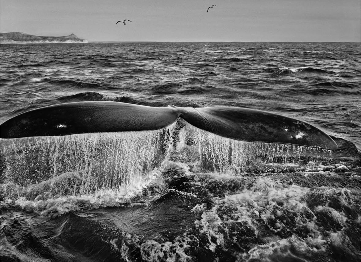 aaleteoo's tweet photo. El mundo de la fotografía y la conservación ha perdido a una de sus voces más poderosas. Sebastião Salgado, el legendario fotógrafo brasileño, falleció hoy 23 de mayo de 2025 a los 81 años.

Descansa en paz.

#sebastiaosalgado #salgado #aleteo #sebastiaosalgadogenesis #amazonas https://t.co/P5qGrRooZm