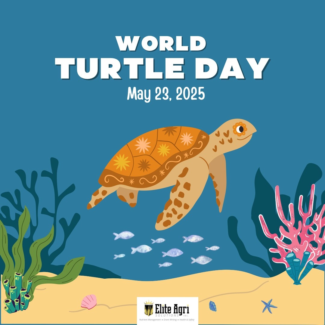 Turtles quietly support the backbone of agriculture—healthy ecosystems. From nutrient transfer to water quality, their role is vital to the land we farm. Protecting turtles means protecting our food systems. #TurtleConservation #FoodSecurity #NutrientTransfer #FarmEcosystems