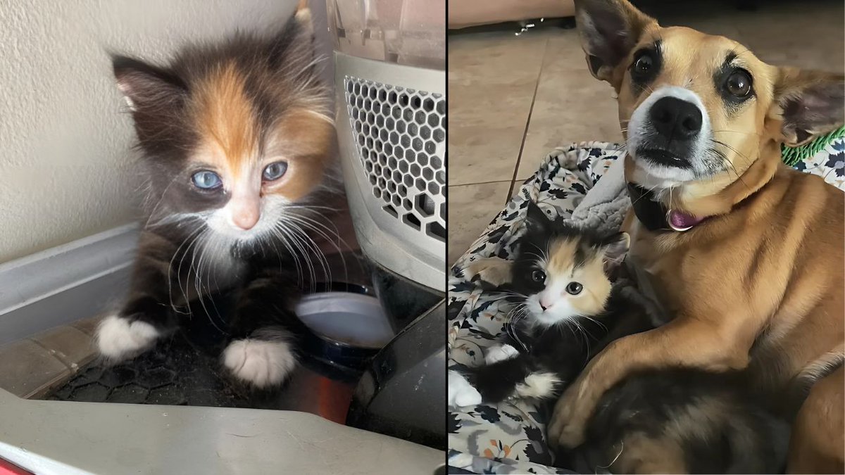 😻🐾 When this dog spotted a helpless kitten with sealed eyes, she refused to move from her side. 
What happened next will make you believe in miracles! 🥺💖 

Watch it here 👉 buff.ly/AdFSHMQ 

#RescueAnimals #DogSavesKitten #AnimalBond #Heartwarming #RescueStory