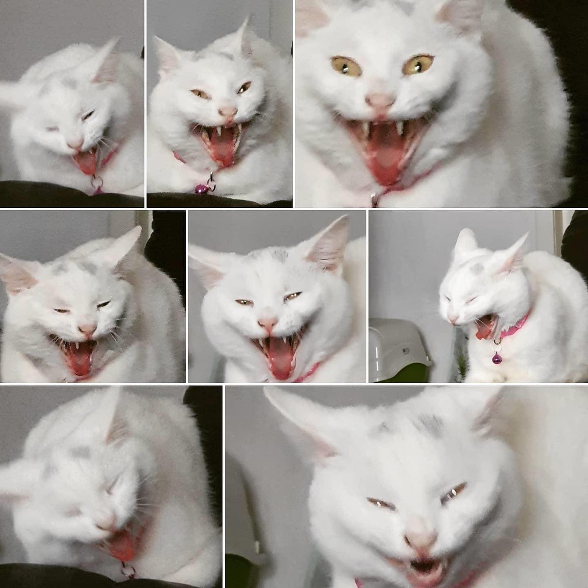 PunchingCat's tweet photo. https://t.co/1gr1JyYSAJ