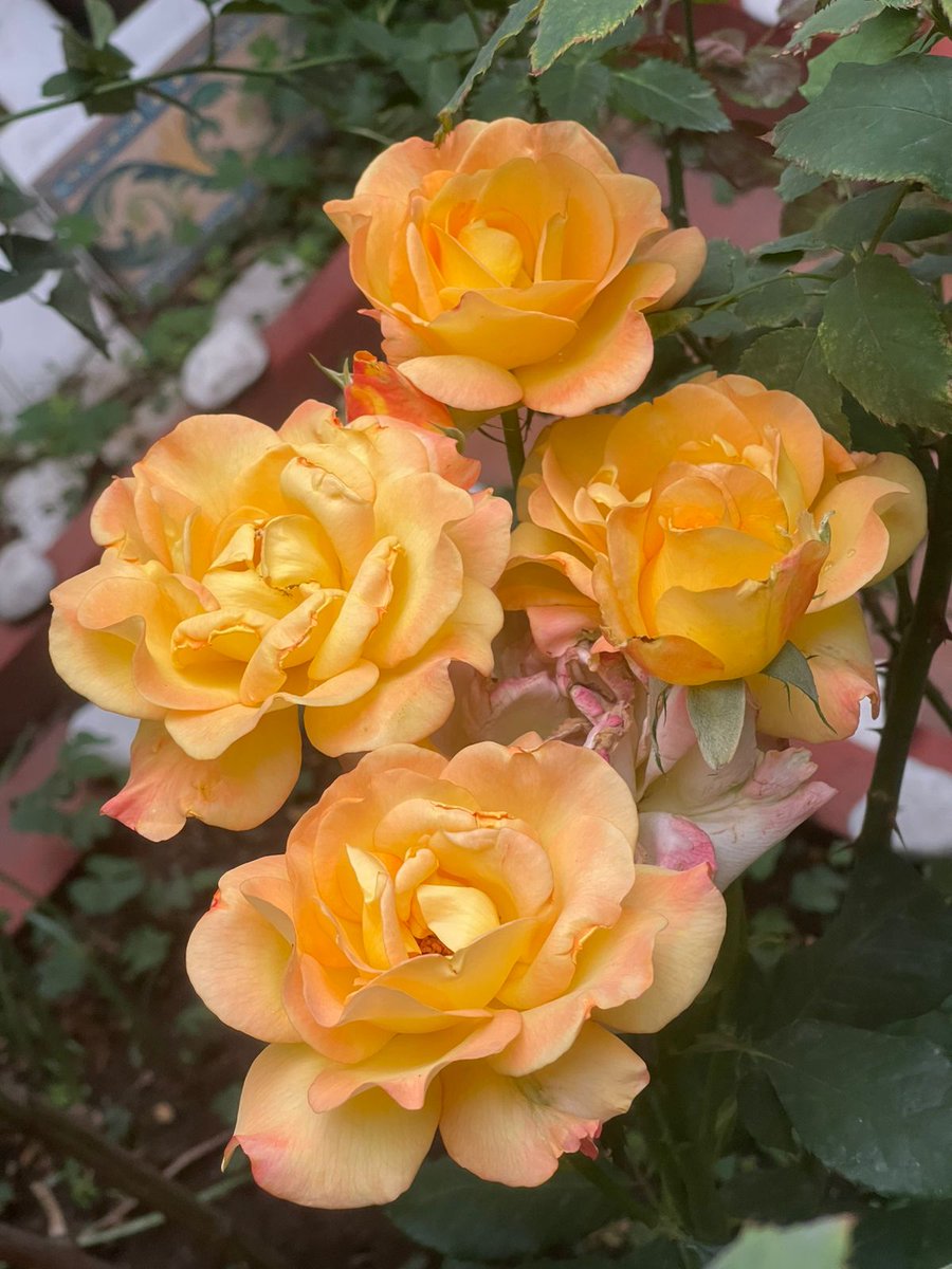 #ViernesDeFlores con estas hermosas rosas del rosal de mi mamá 
<a href="/wonder_m_r/">Armando Maravilla - Wonder</a> 
#FelizViernesATodos