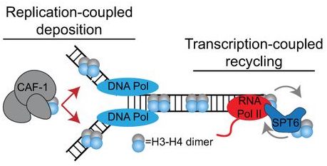 Genes & Development (@genesdev) on Twitter photo In this study, Franklin et al. show that histone chaperones, like the transcription-coupled SPT6 and the replication-coupled CAF-1, control cell differentiation and lineage choice through distinct mechanisms. #OpenAccess <a href="/SihemCheloufi/">Sihem Cheloufi</a>
Learn more here:
➡️ tinyurl.com/gd352316 In this study, Franklin et al. show that histone chaperones, like the transcription-coupled SPT6 and the replication-coupled CAF-1, control cell differentiation and lineage choice through distinct mechanisms. #OpenAccess <a href="/SihemCheloufi/">Sihem Cheloufi</a>
Learn more here:
➡️ tinyurl.com/gd352316