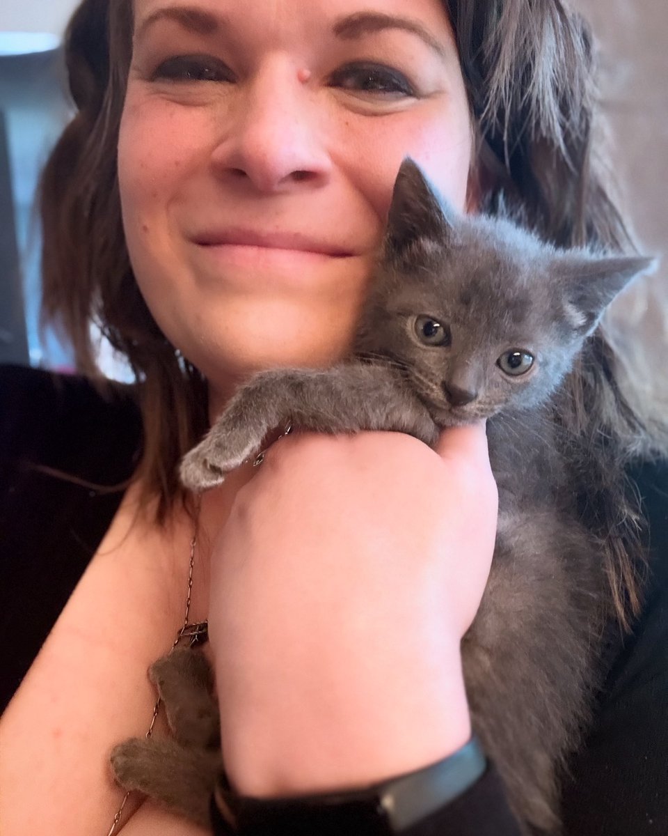 aliciaandrz's tweet photo. one of the benefits of working from home is you can cuddle a kitten on your lunch break. https://t.co/tkNRzEjYC3