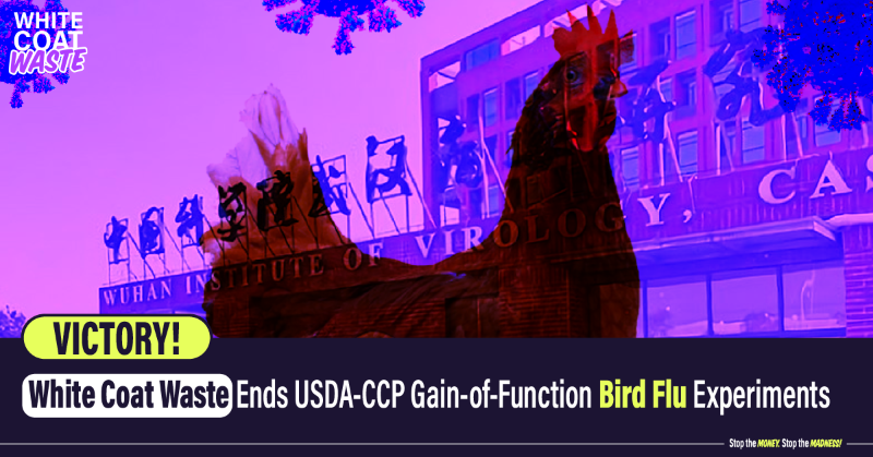 WhiteCoatWaste's tweet photo. White Coat Waste first uncovered USDA’s MAX-PAIN bird flu tests. Now, we’ve ENDED the USDA-CCP gain-of-function experiments. Your tax bill was $1M. Now, it’s ZERO!